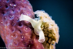 "Lettuce Slug"
Finding one of these Sea Slugs on a nice ... by Dusty Norman 
